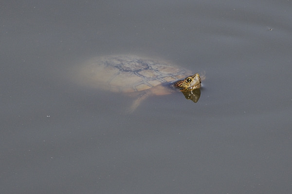 Aiuto identificazione Trachemys